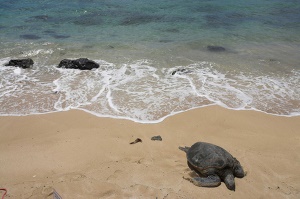 zeeschilpad op het strand | North Shore Oahu